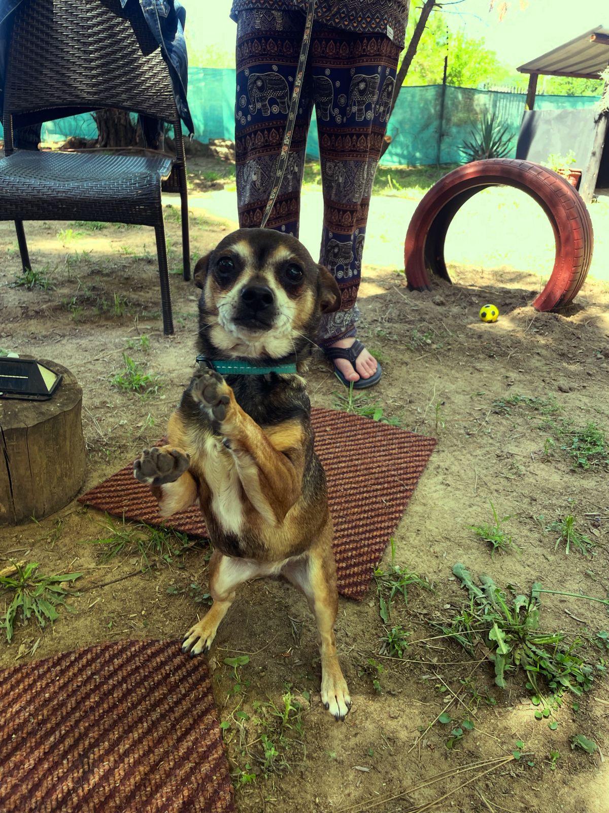 Urban Tails pet care