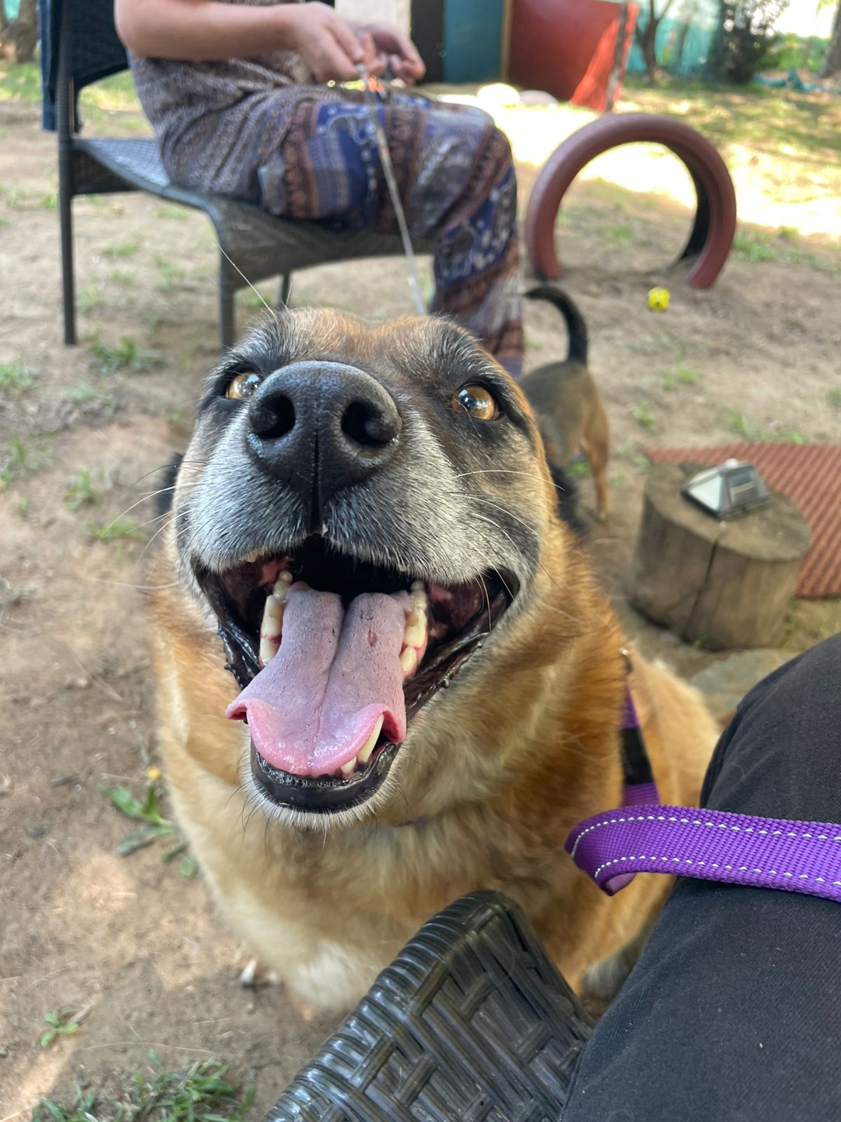 Urban Tails pet care