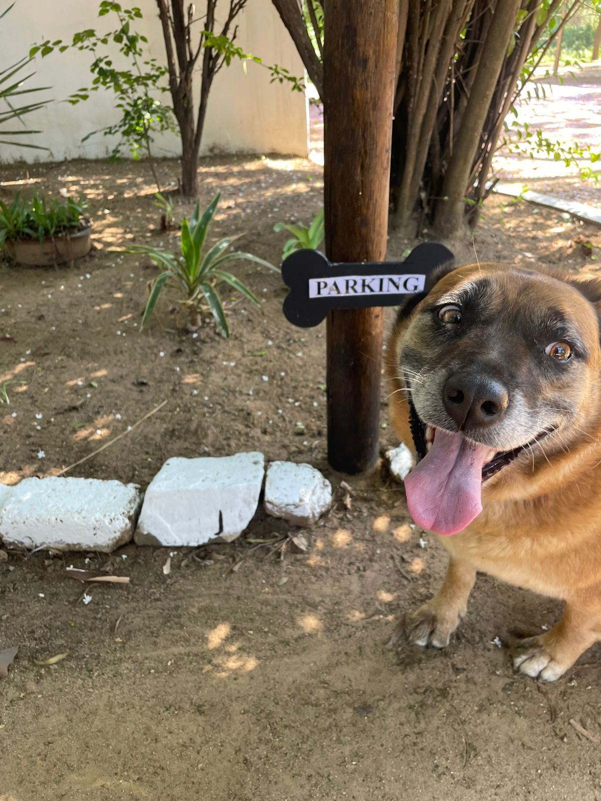 Urban Tails pet care