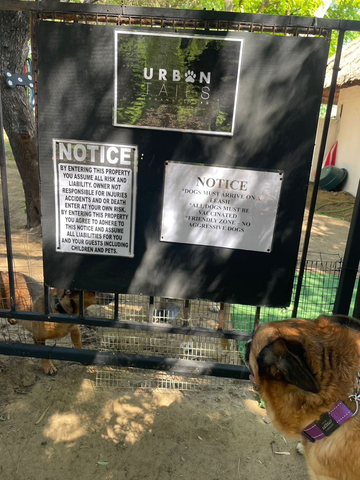 Urban Tails pet care