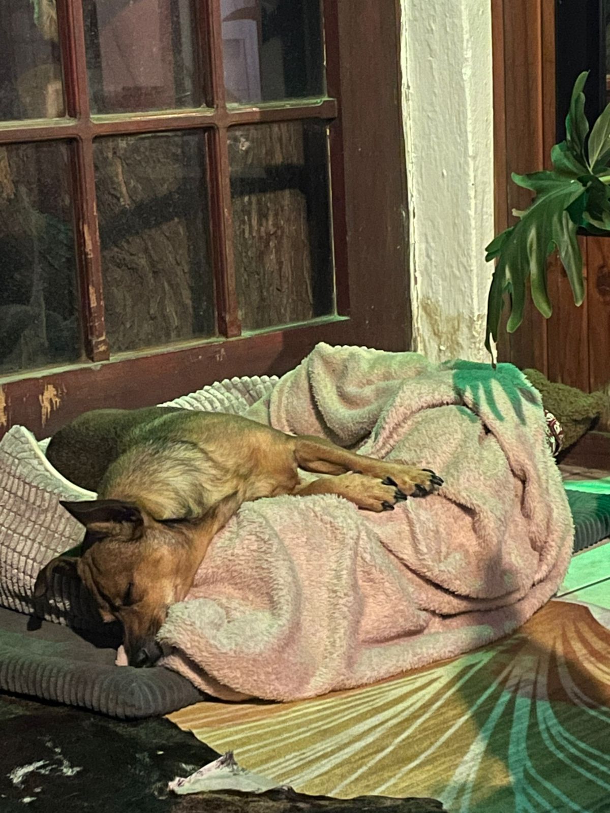 Urban Tails pet care