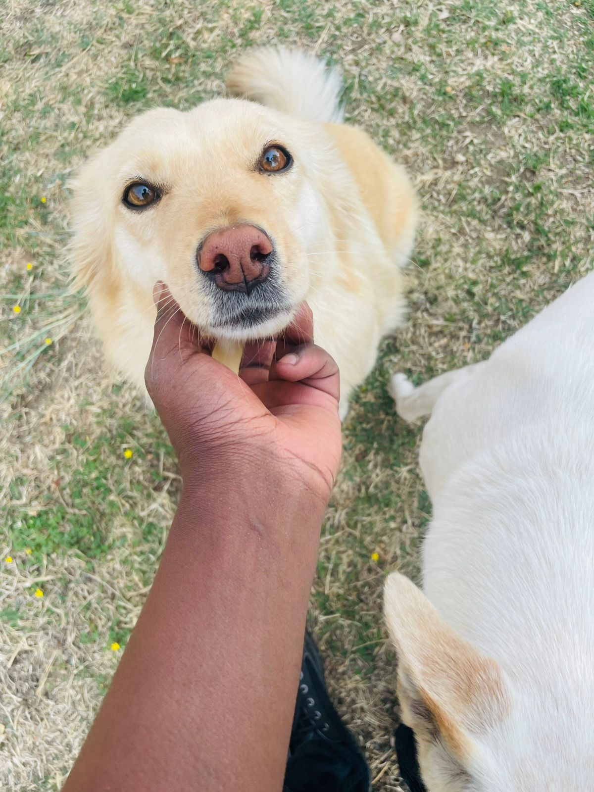 Urban Tails pet care